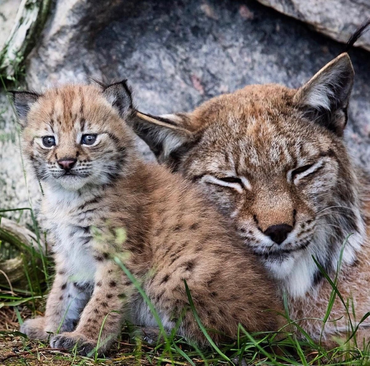 Обыкновенная Рысь Детеныши