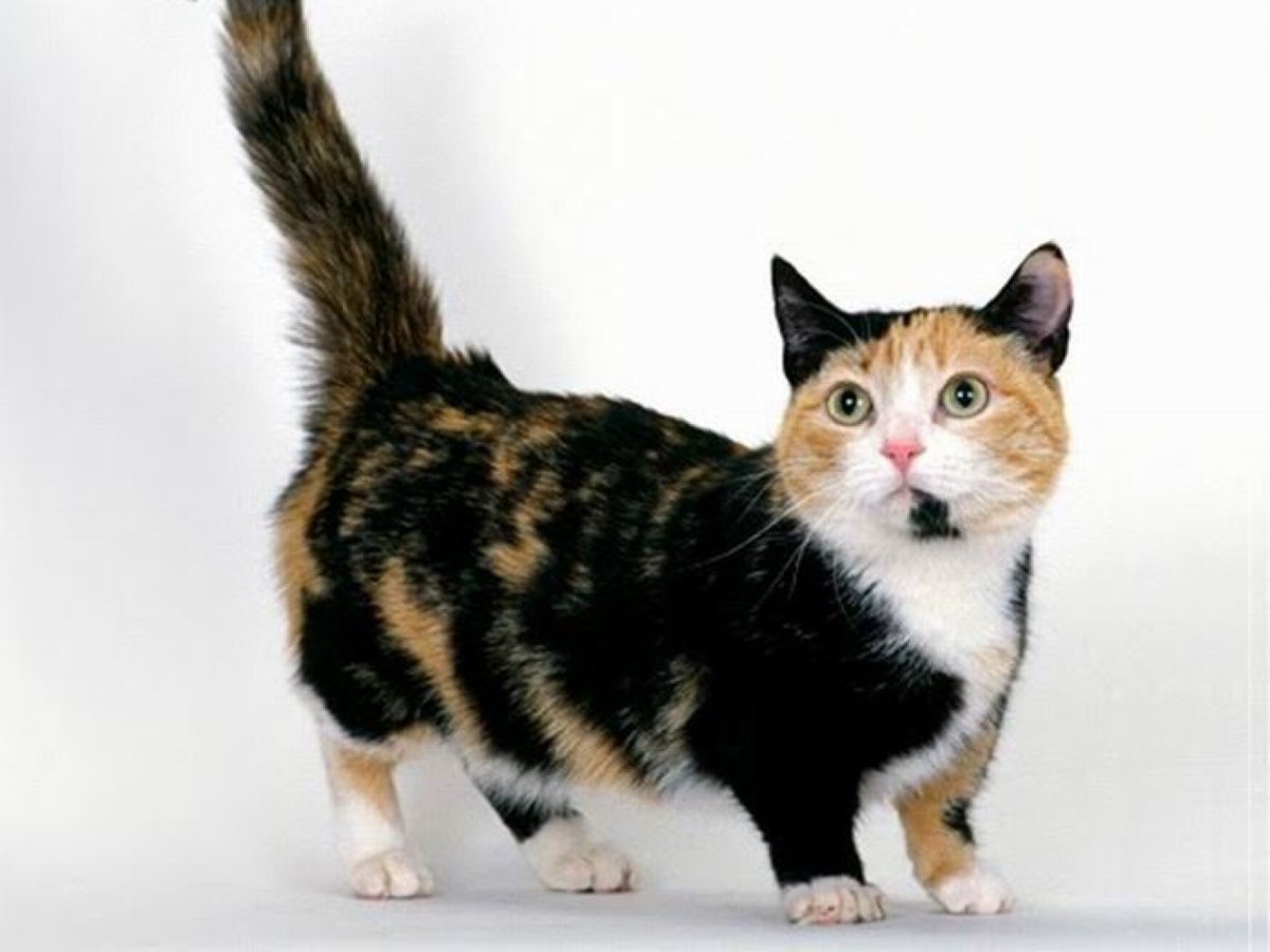 Манчкин (порода кошек)