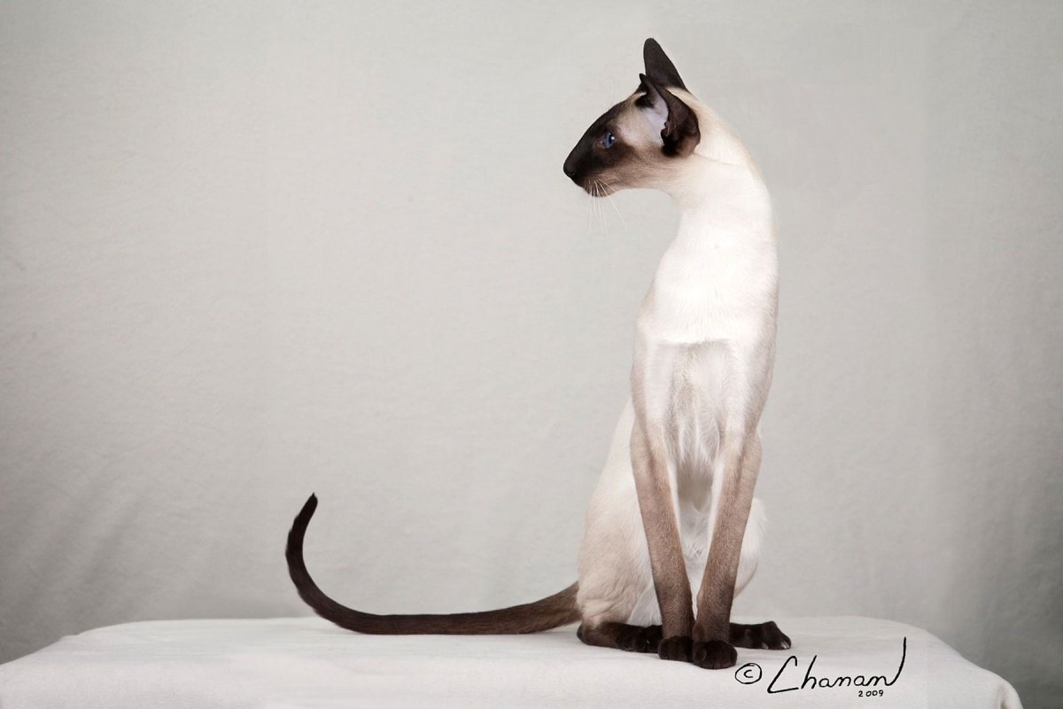 Коты референс коты Воители