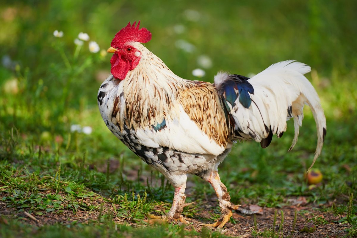 Аурикан куры