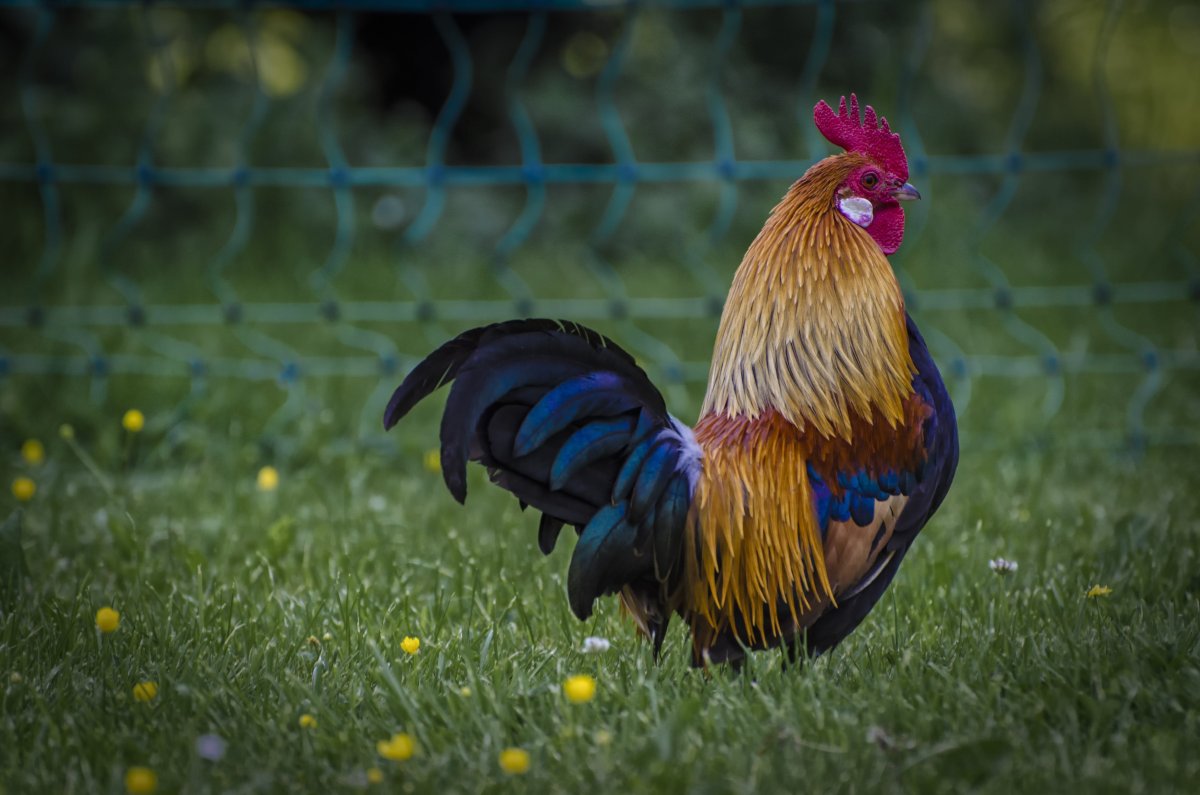 Разноцветный петух
