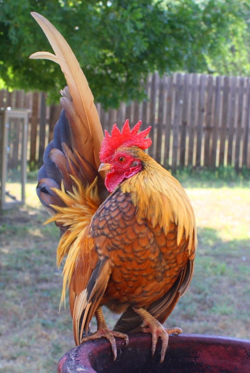 Маленькие Петушки