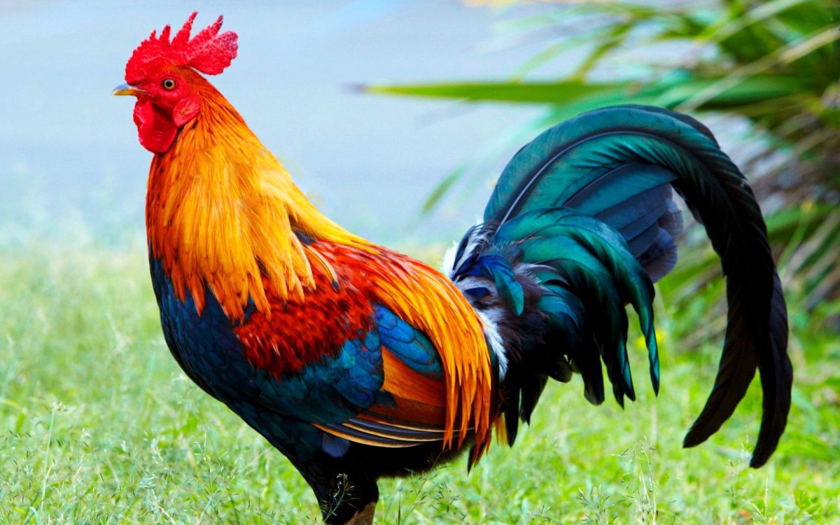 Пятух с радужным хвостом