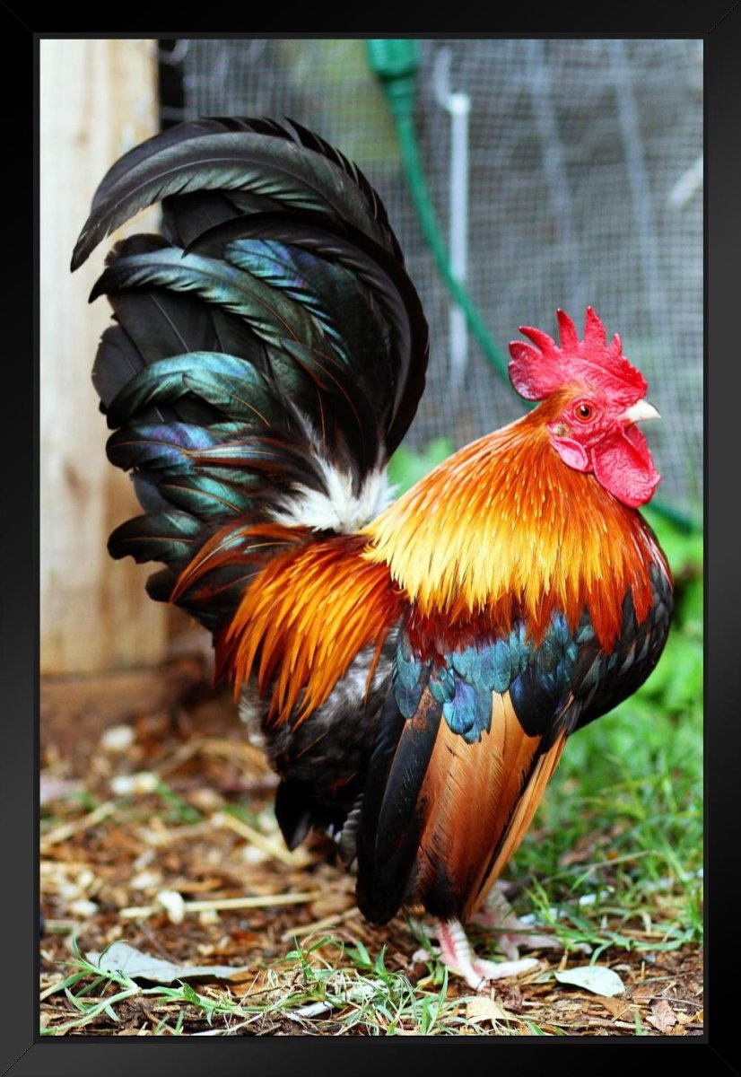 Декоративный петух