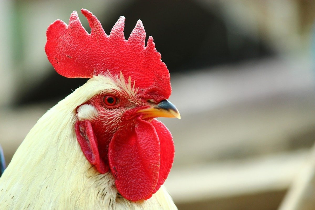 Гребень петуха