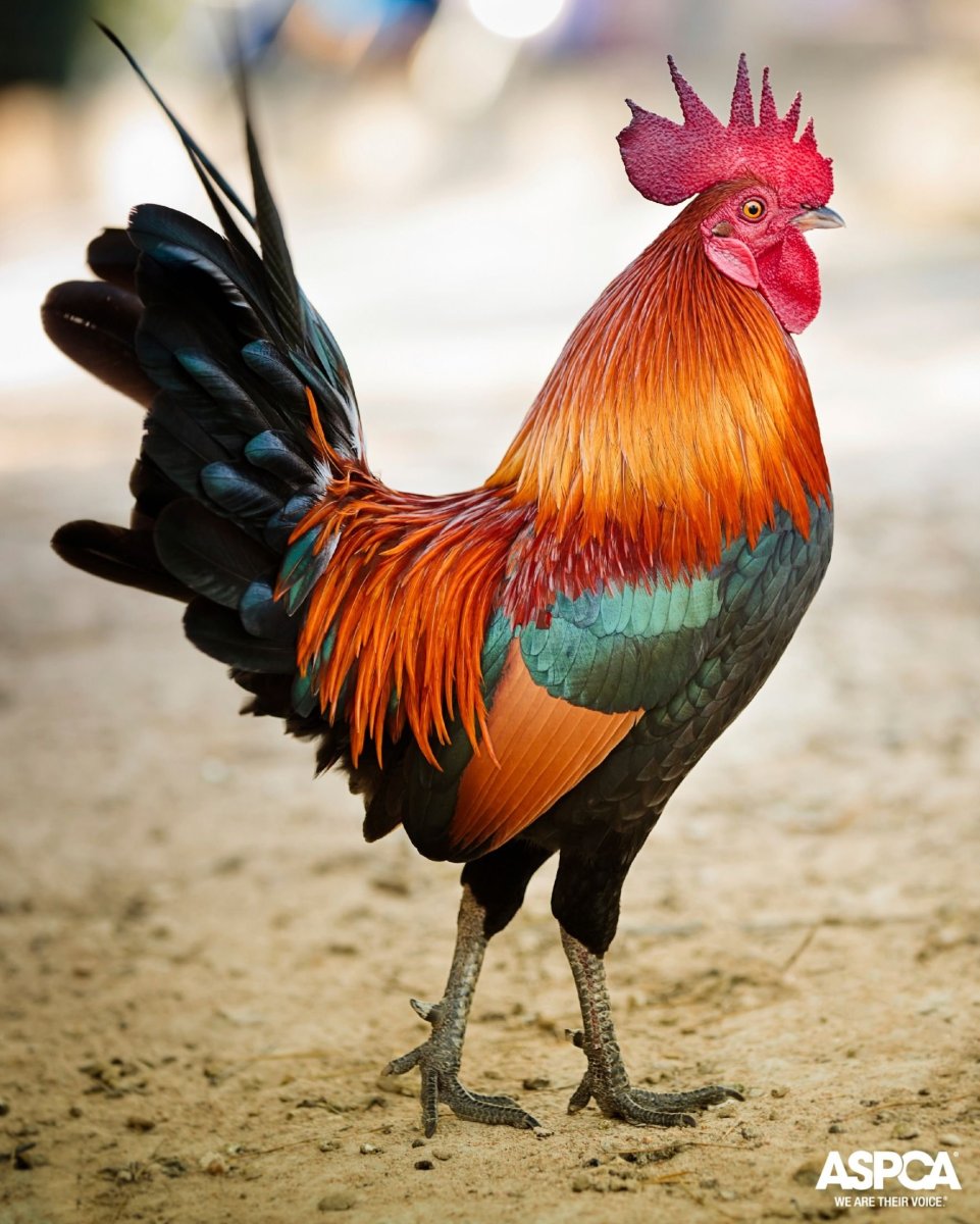 Петух (птица)