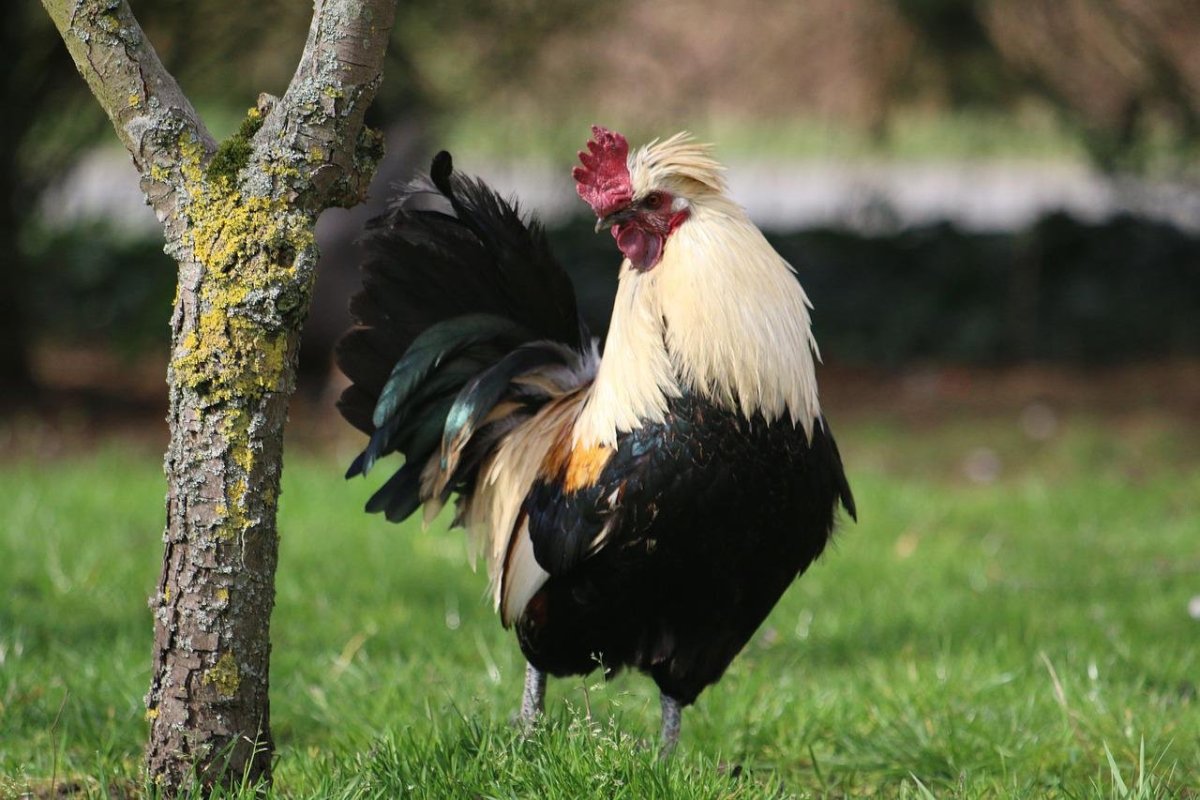 Петух фото