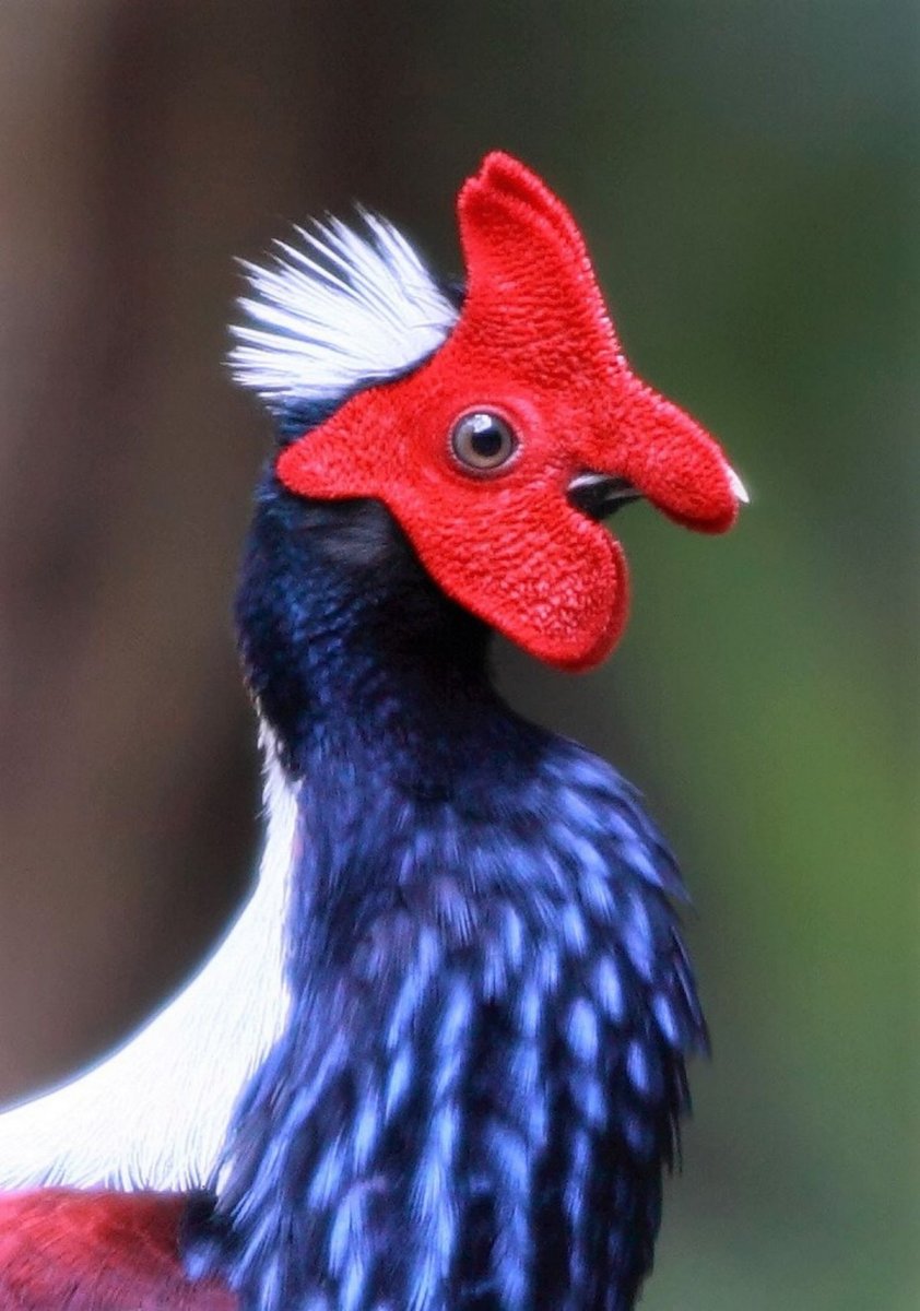 Фазан свайно