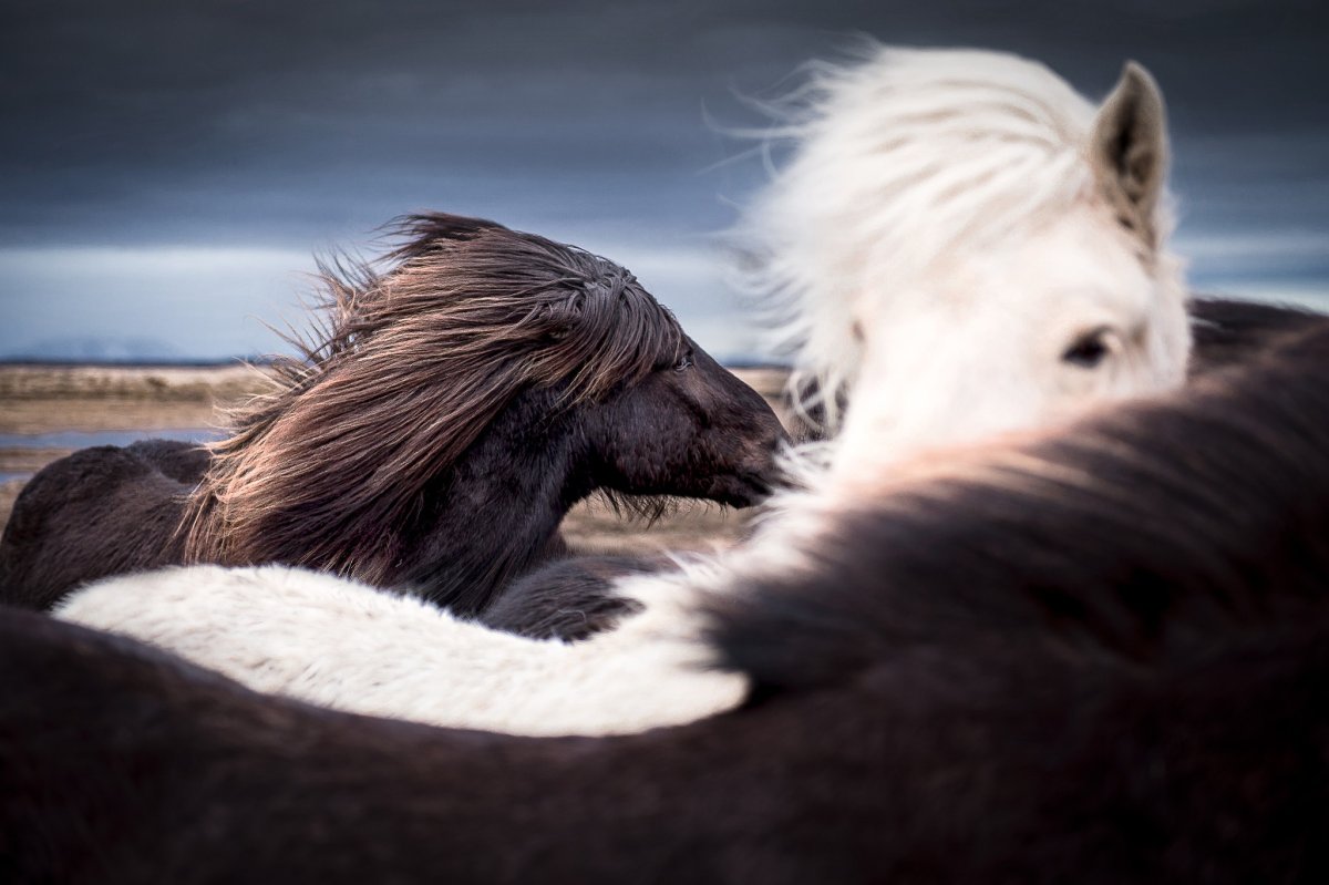 Конь ветерок