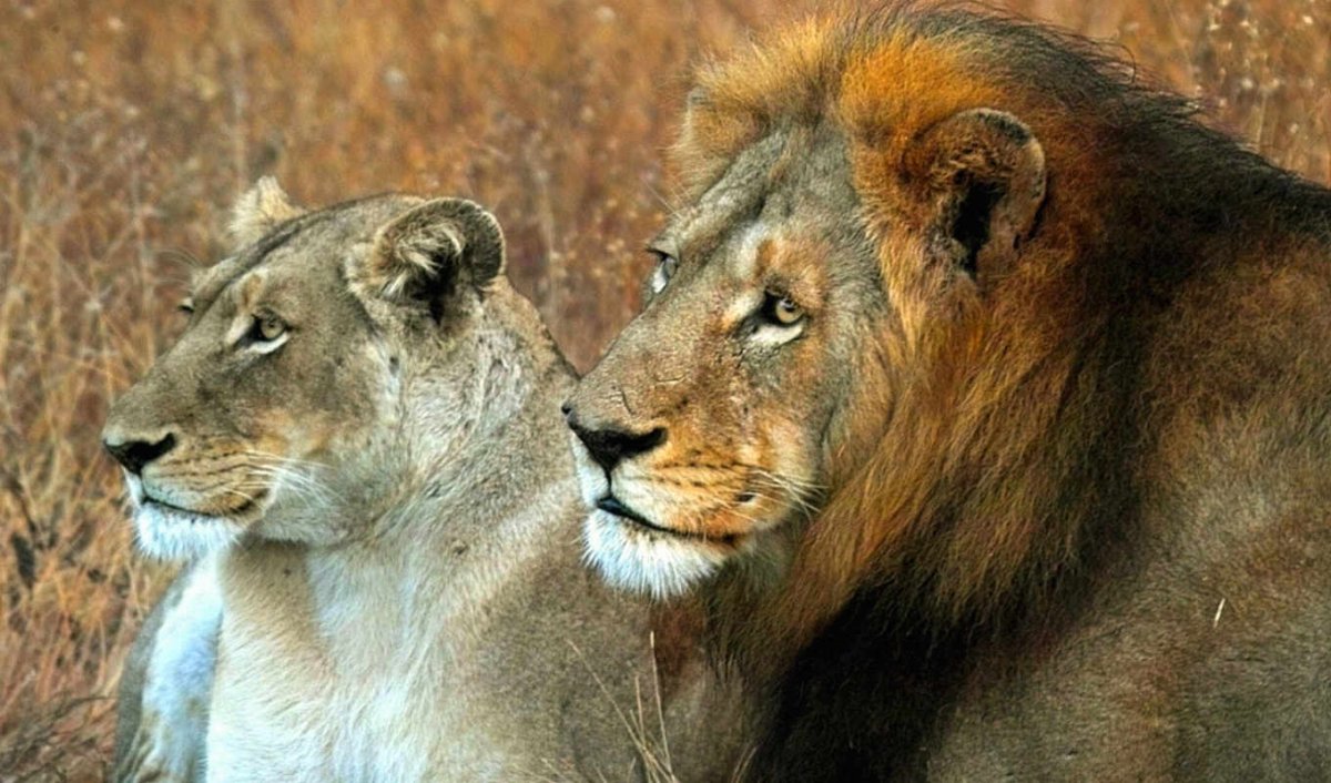 Лев и львица