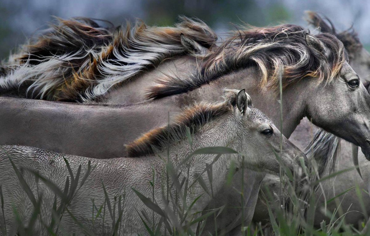 Невероятно красивые животные