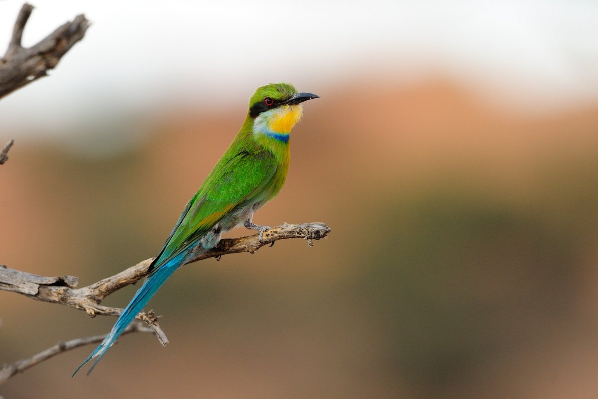 Птица с зеленым хвостом
