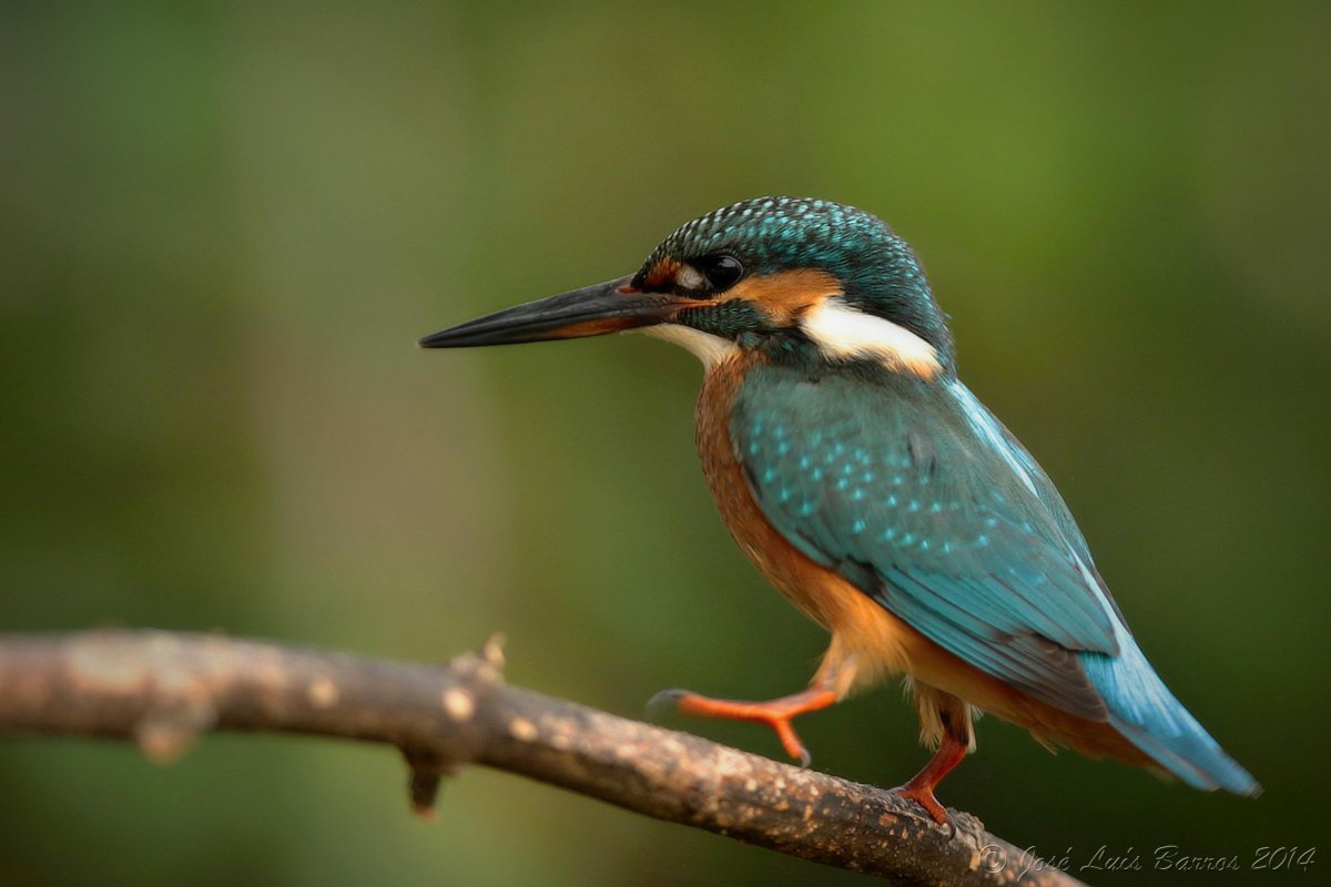 Колибри (подотряд)