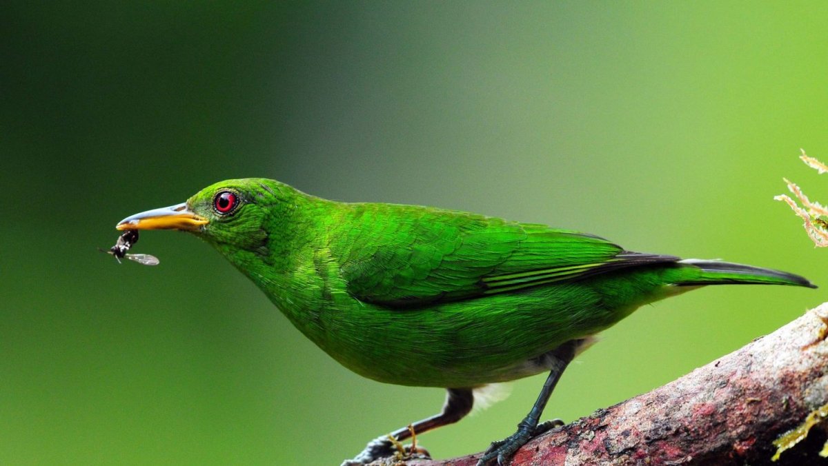 Зеленые обои с птицами