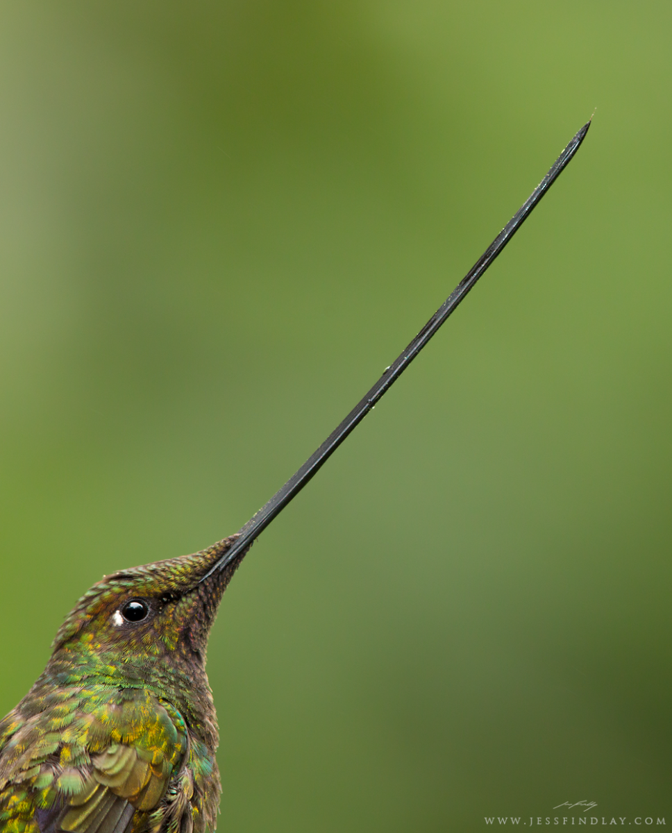 Колибри Грин тайм