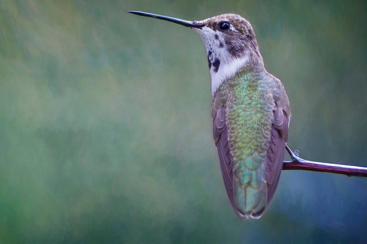Птицы с бирюзовым оперением
