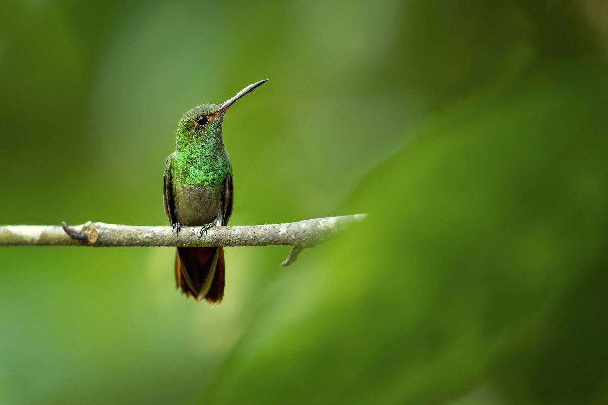 Зимородок птичка певчая