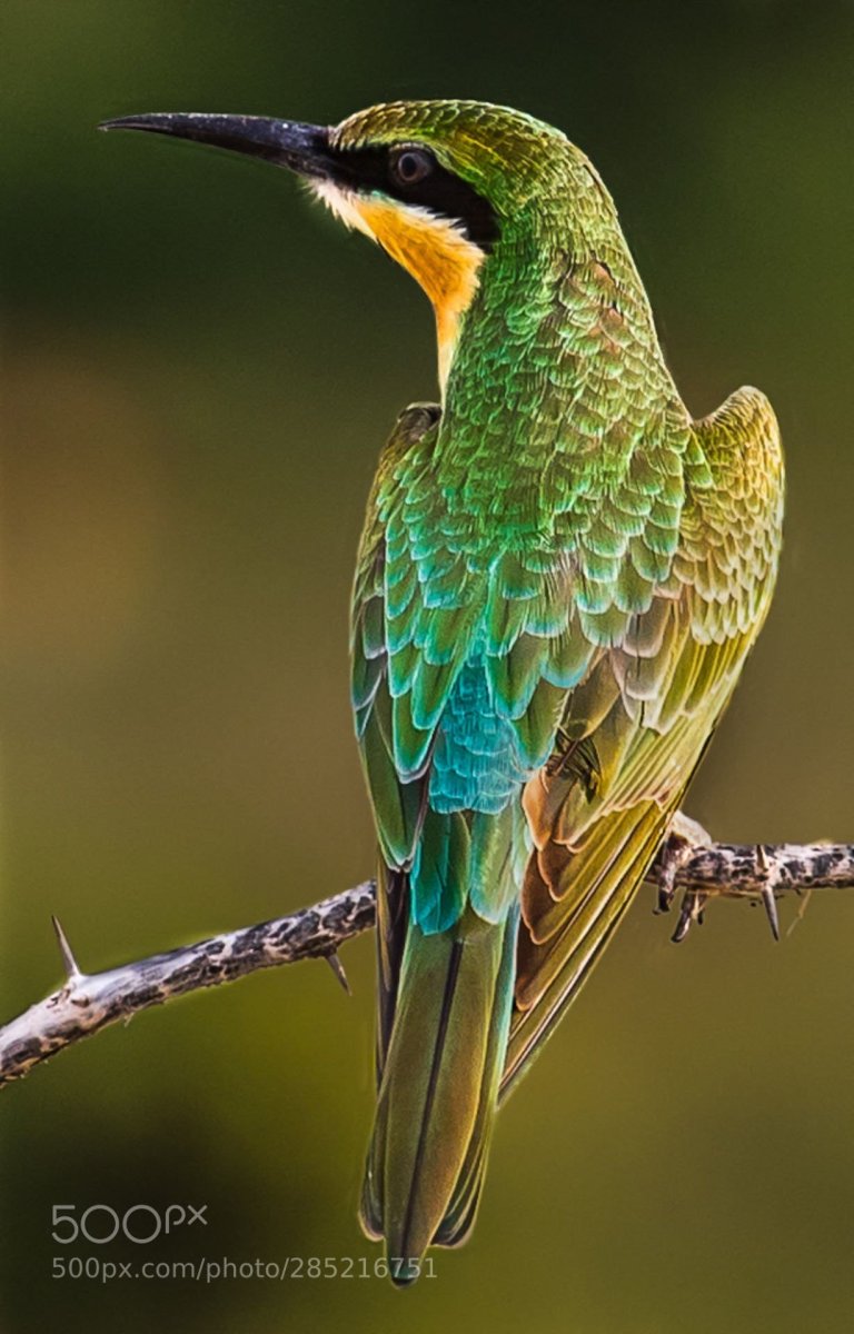 Красивая птица зеленая