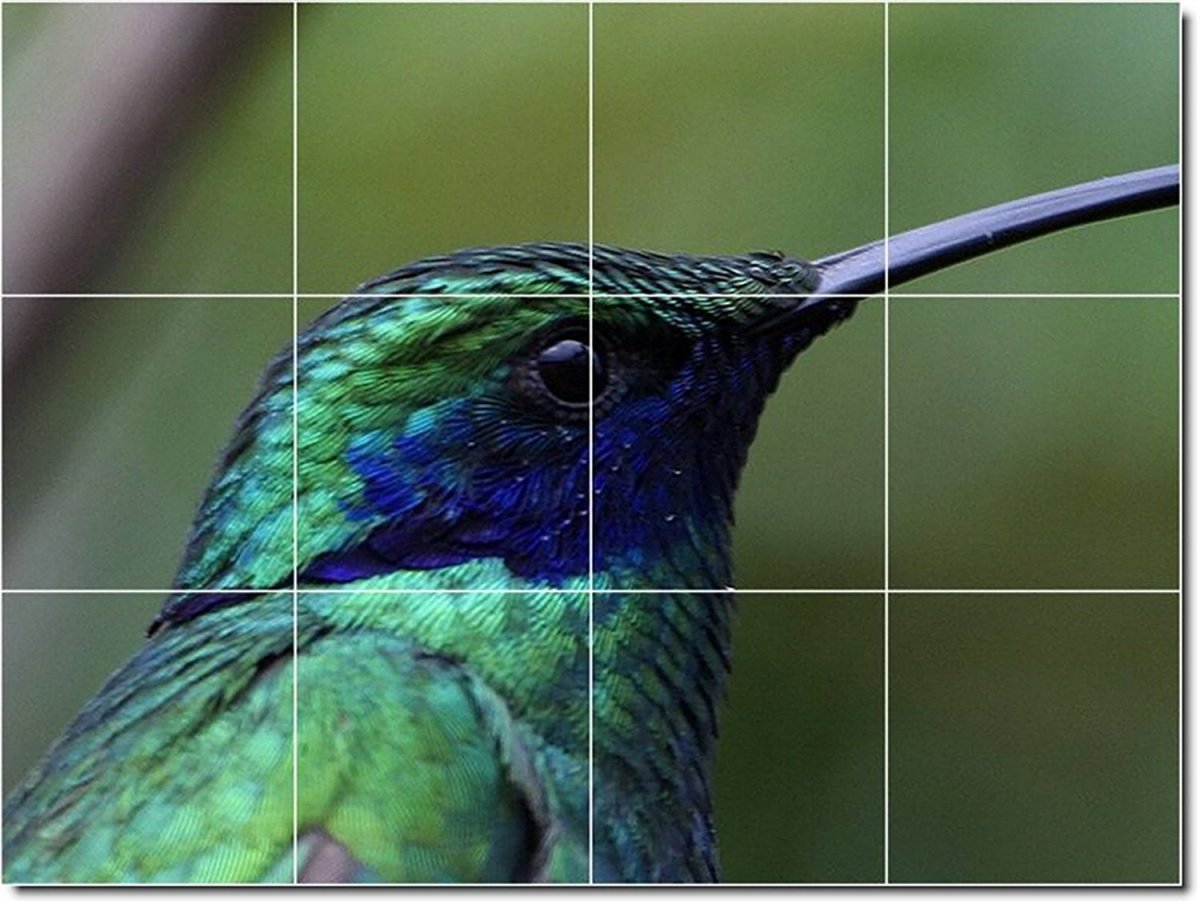 Сокотранский длиннохвостый скворец