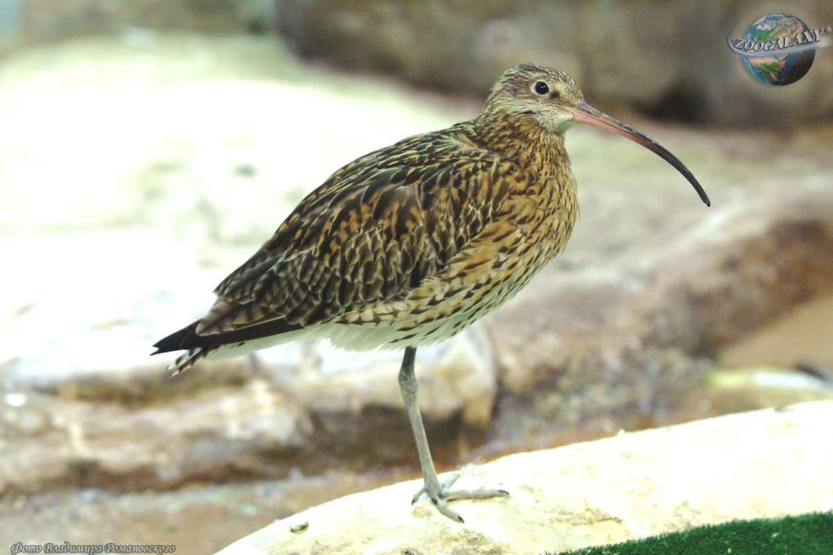 Вальдшнеп и кроншнеп