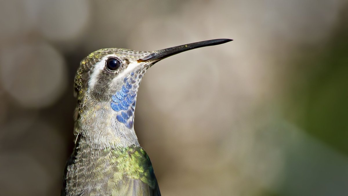 Птица с зелеными лапами