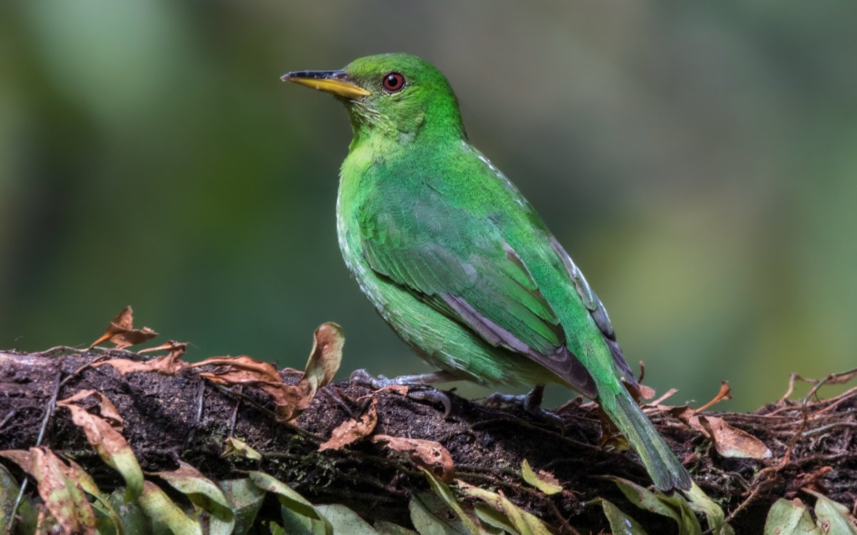 Животные Португалии