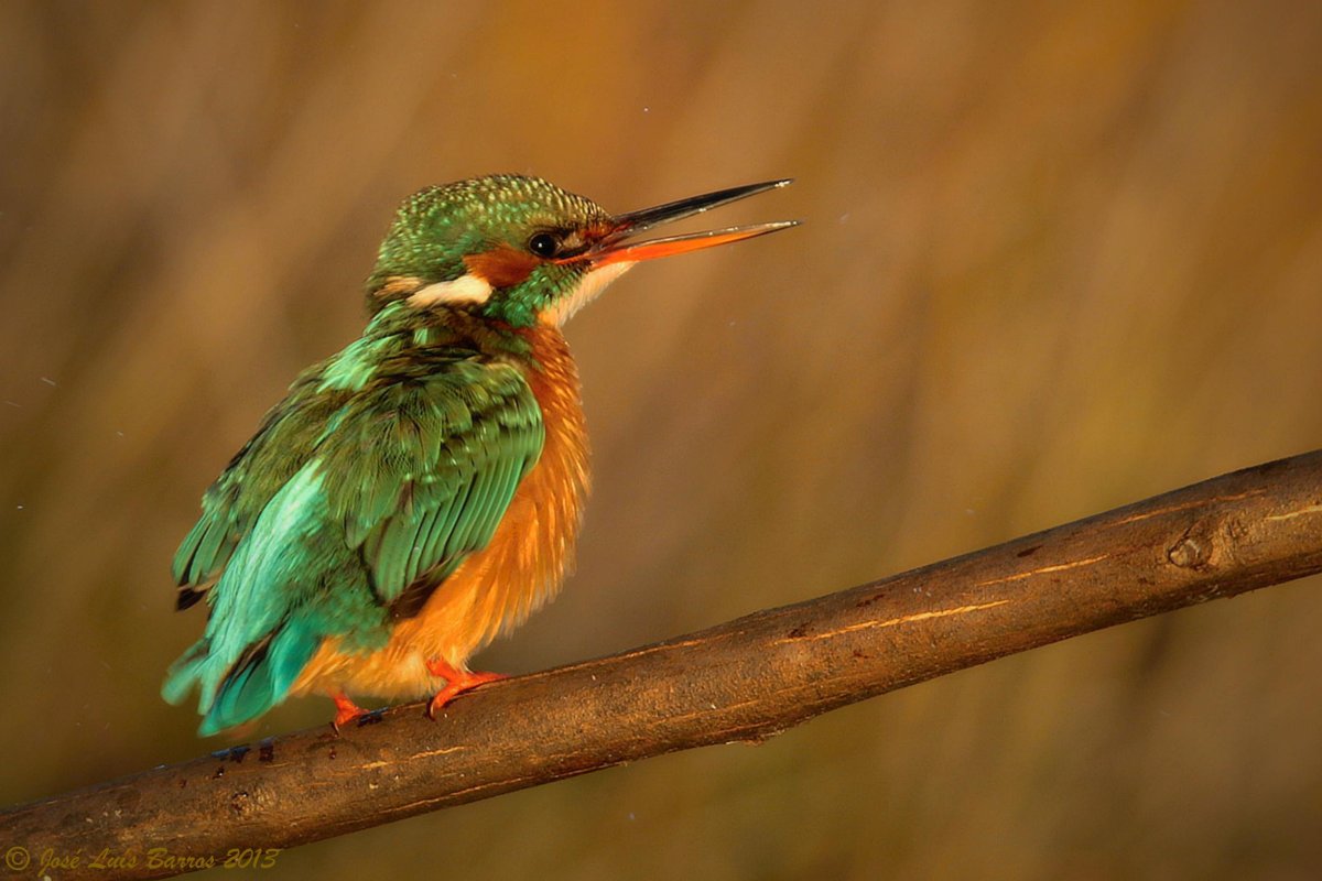 Зеленая птица