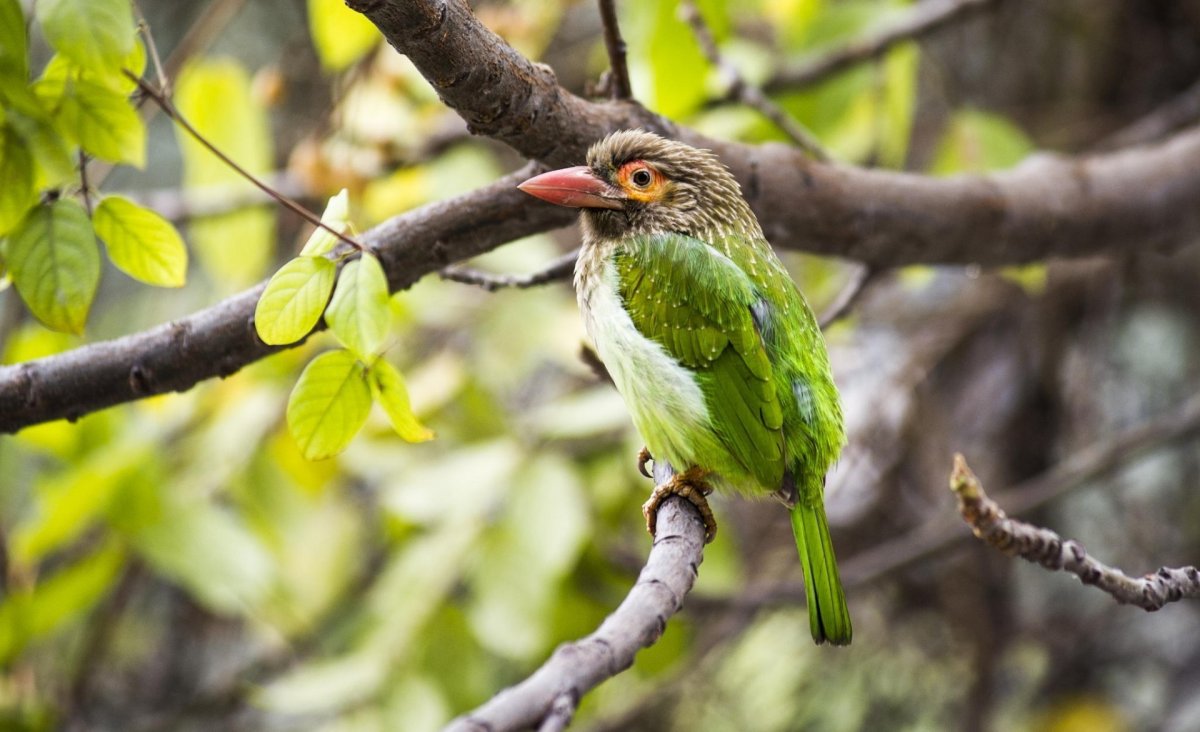 Финч зеленый птица