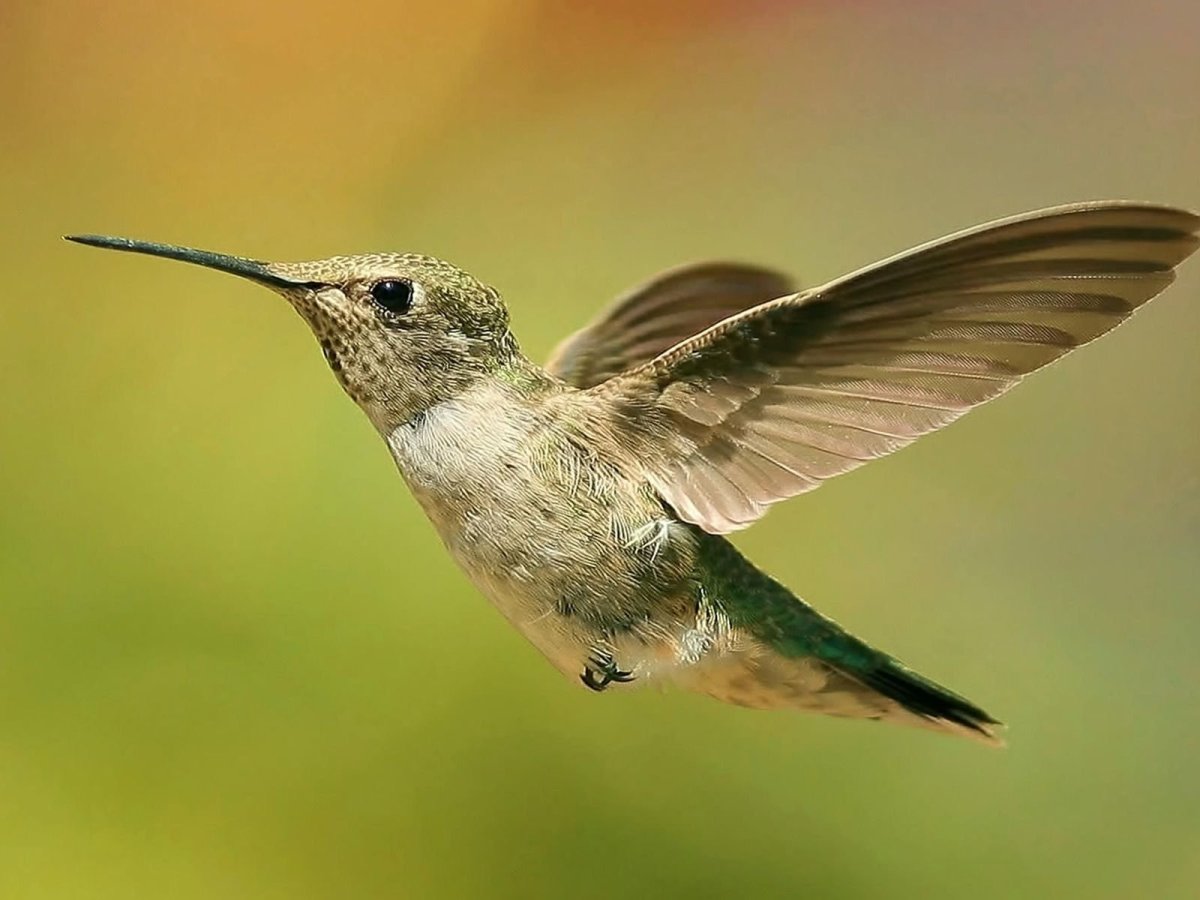 Бирюзовая хохлатая мухоловка