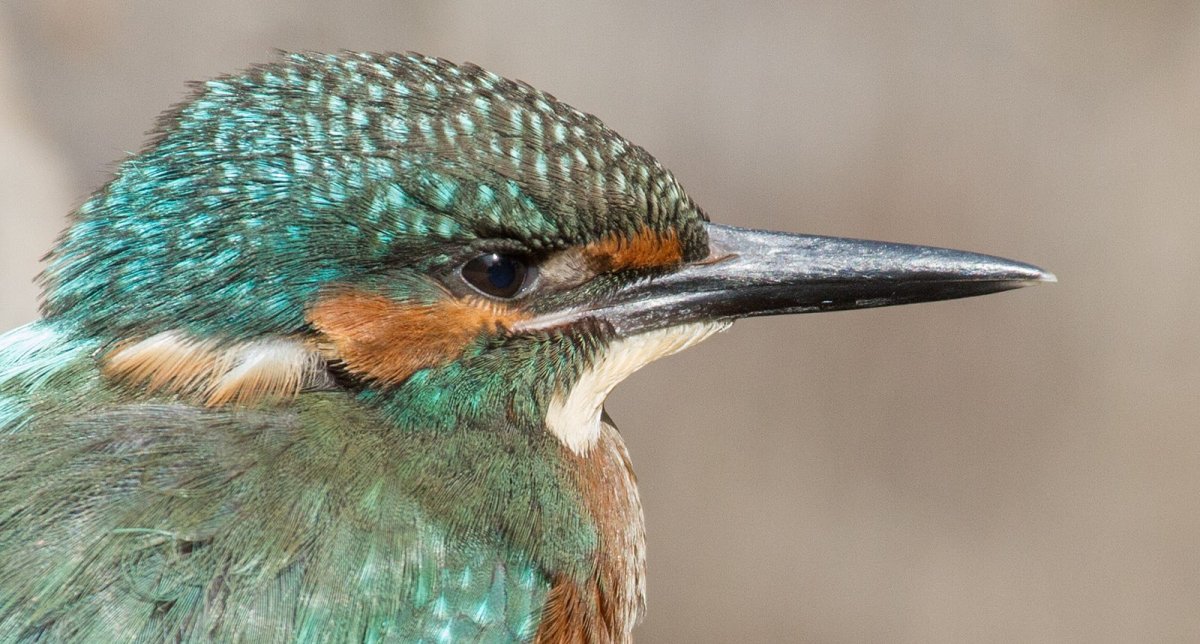 Птица с зеленой спинкой