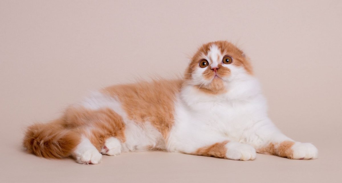 Хайленд фолд Арлекин окрас