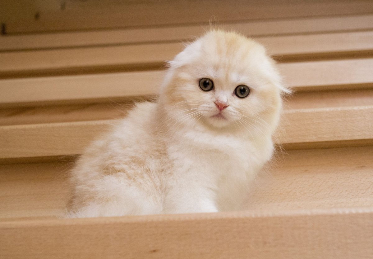 Валенсийская кошка