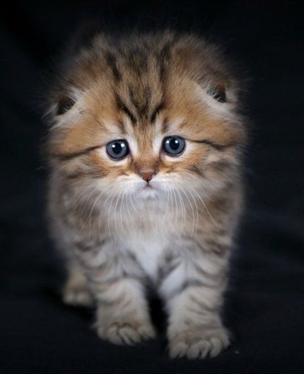 Новогодние вислоухие коты