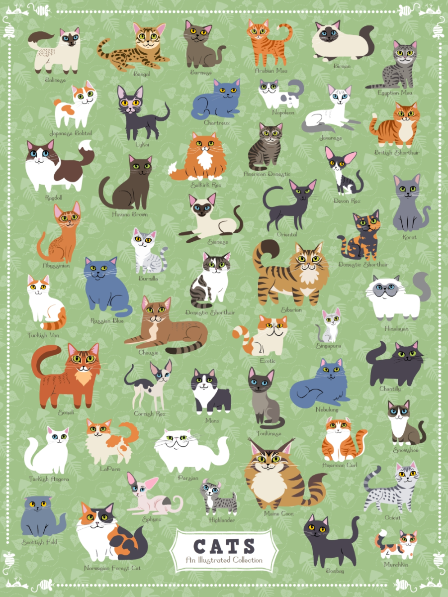 Манчкин шиншилла