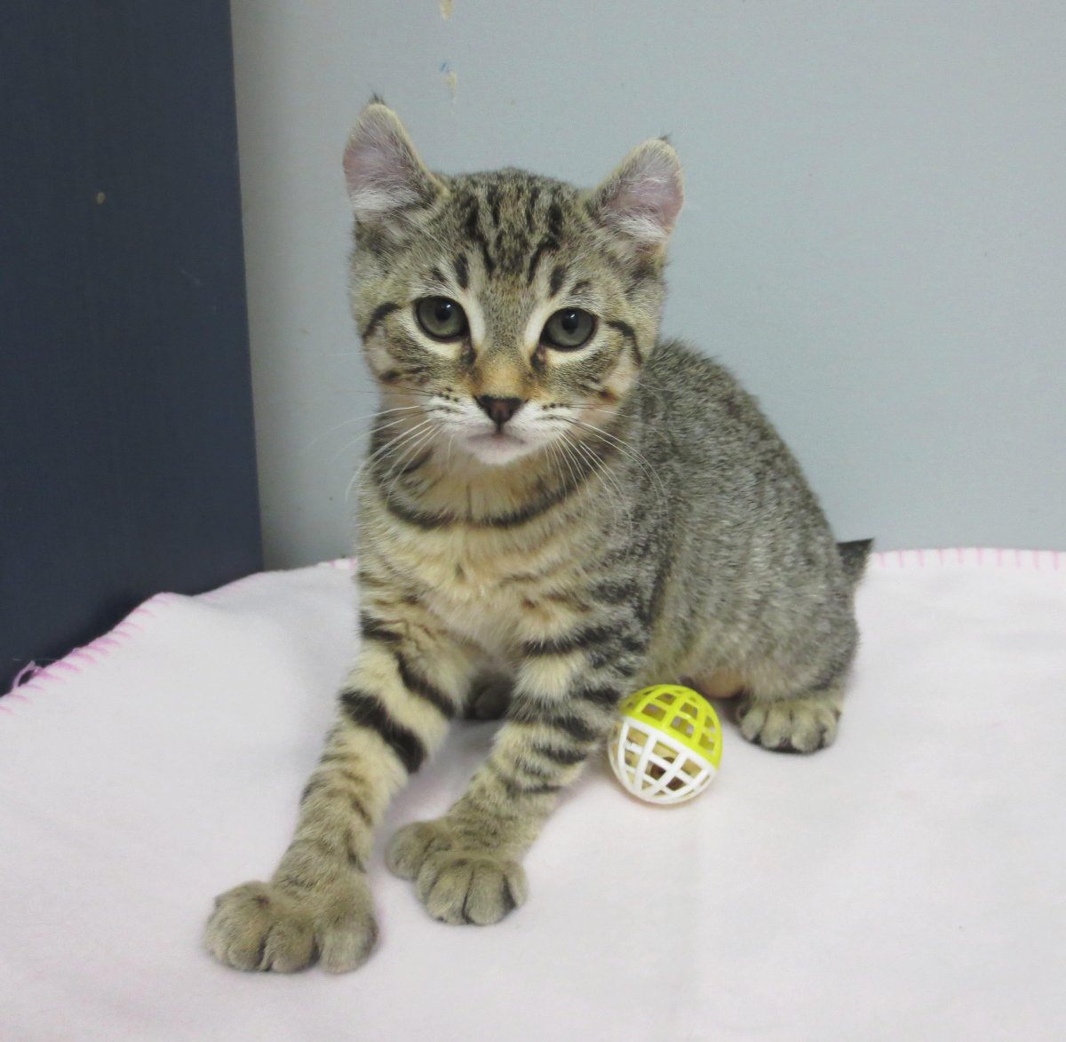 Хайленд-фолд Шотландская