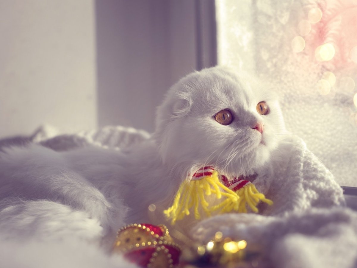 Британская длинношёрстная кошка