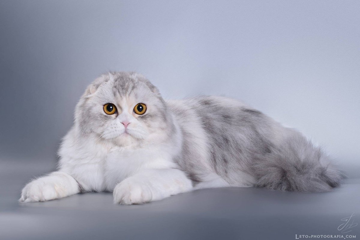 Котята Эстетика