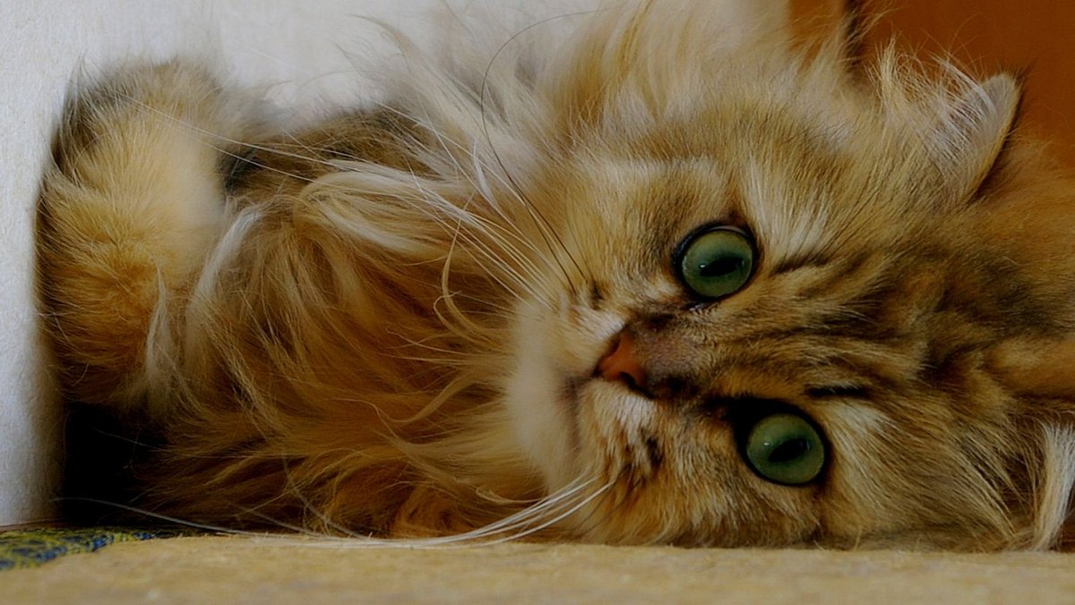 Кот Гимо порода