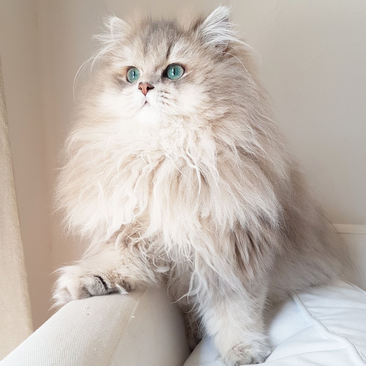 Вислоухий экзот Манчкин