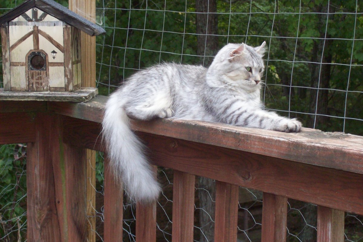 Хайленд Линкс кошка