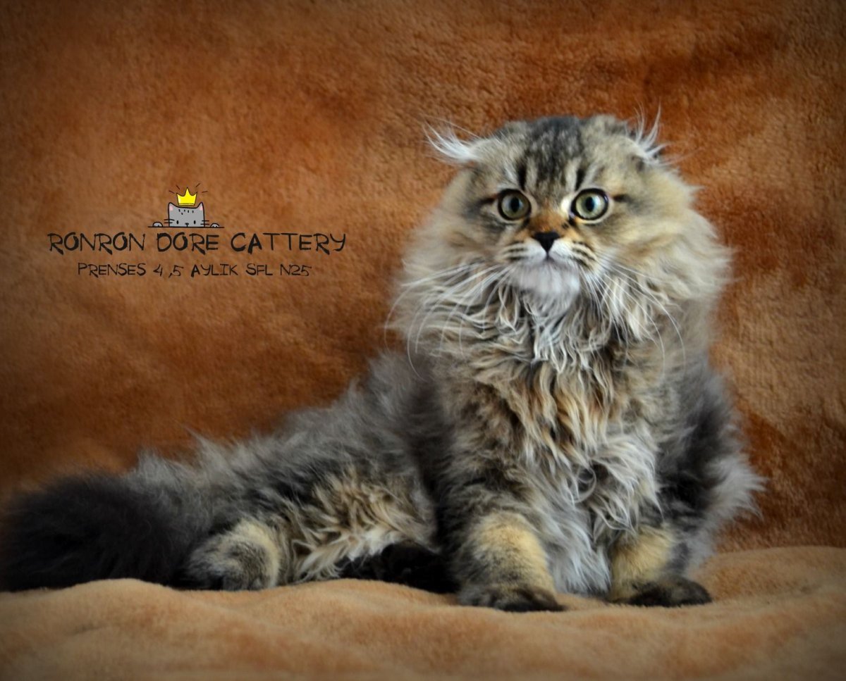 Хайленд фолд табби Браун