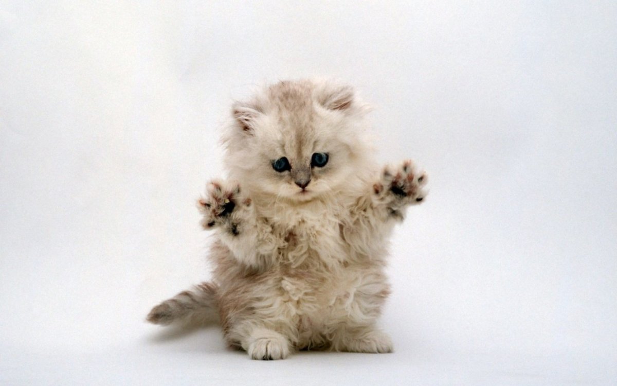 Белая Персидская шиншилла кошка