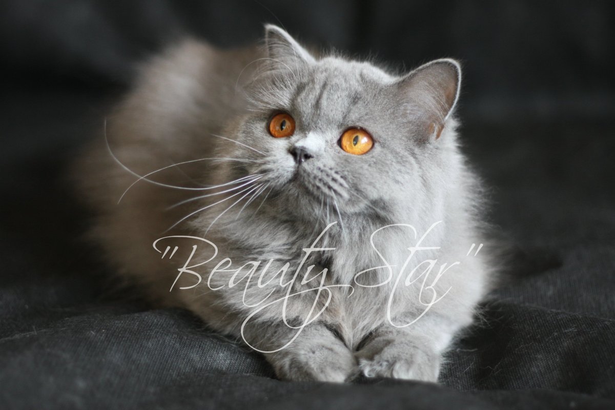 Highland straight кошка