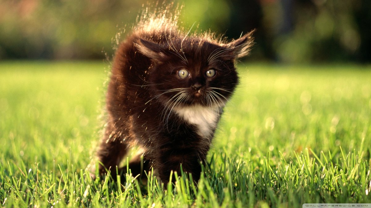 Котики Эстетика