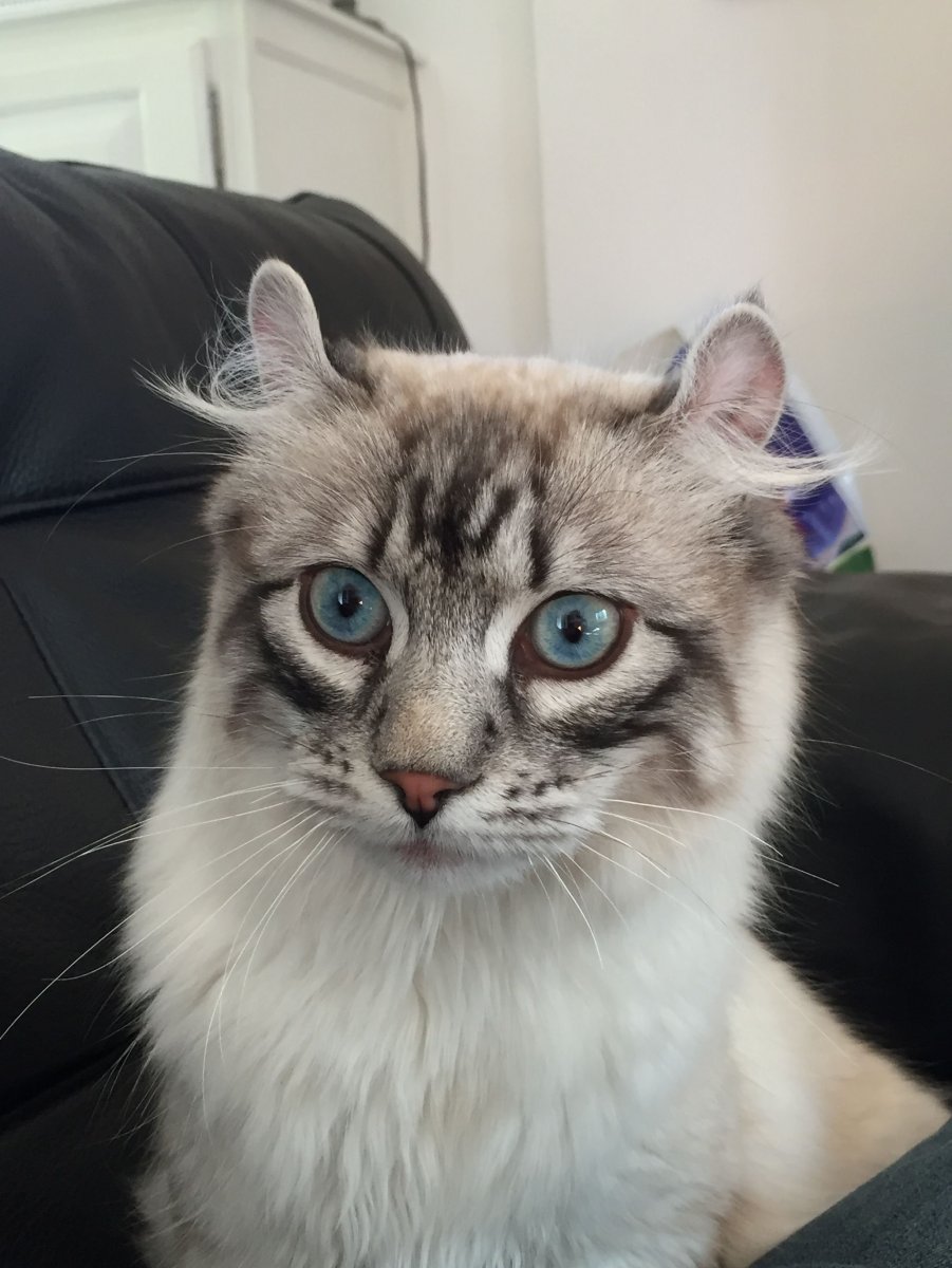 Персидская вислоухая кошка