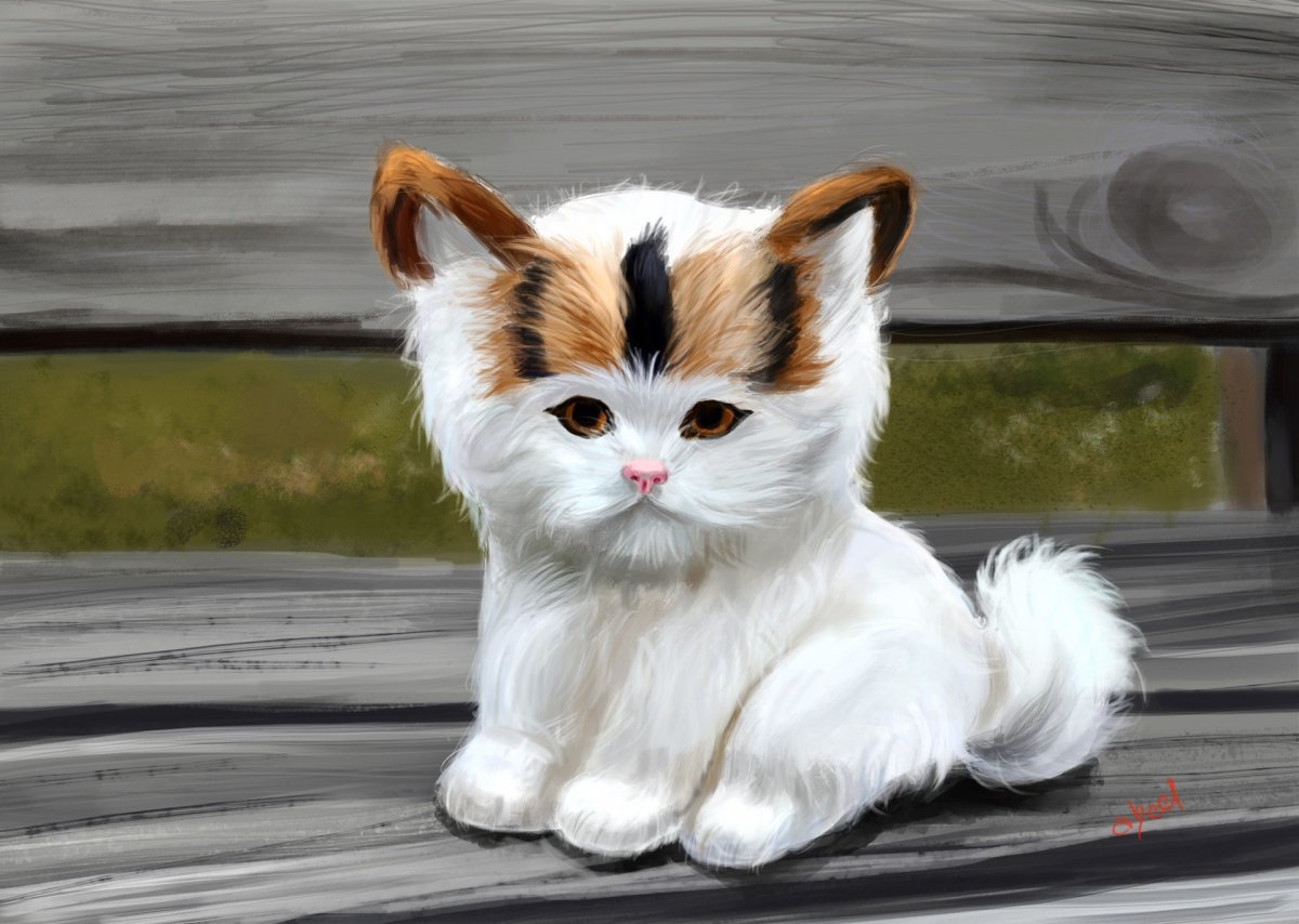 Highland Lynx кошка