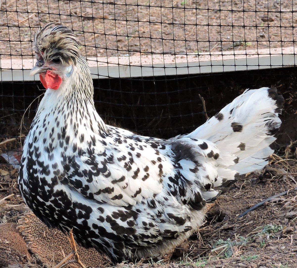 Куры Аппенцеллер шпицхаубен