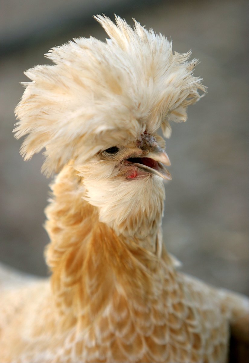 Падуан золотистый