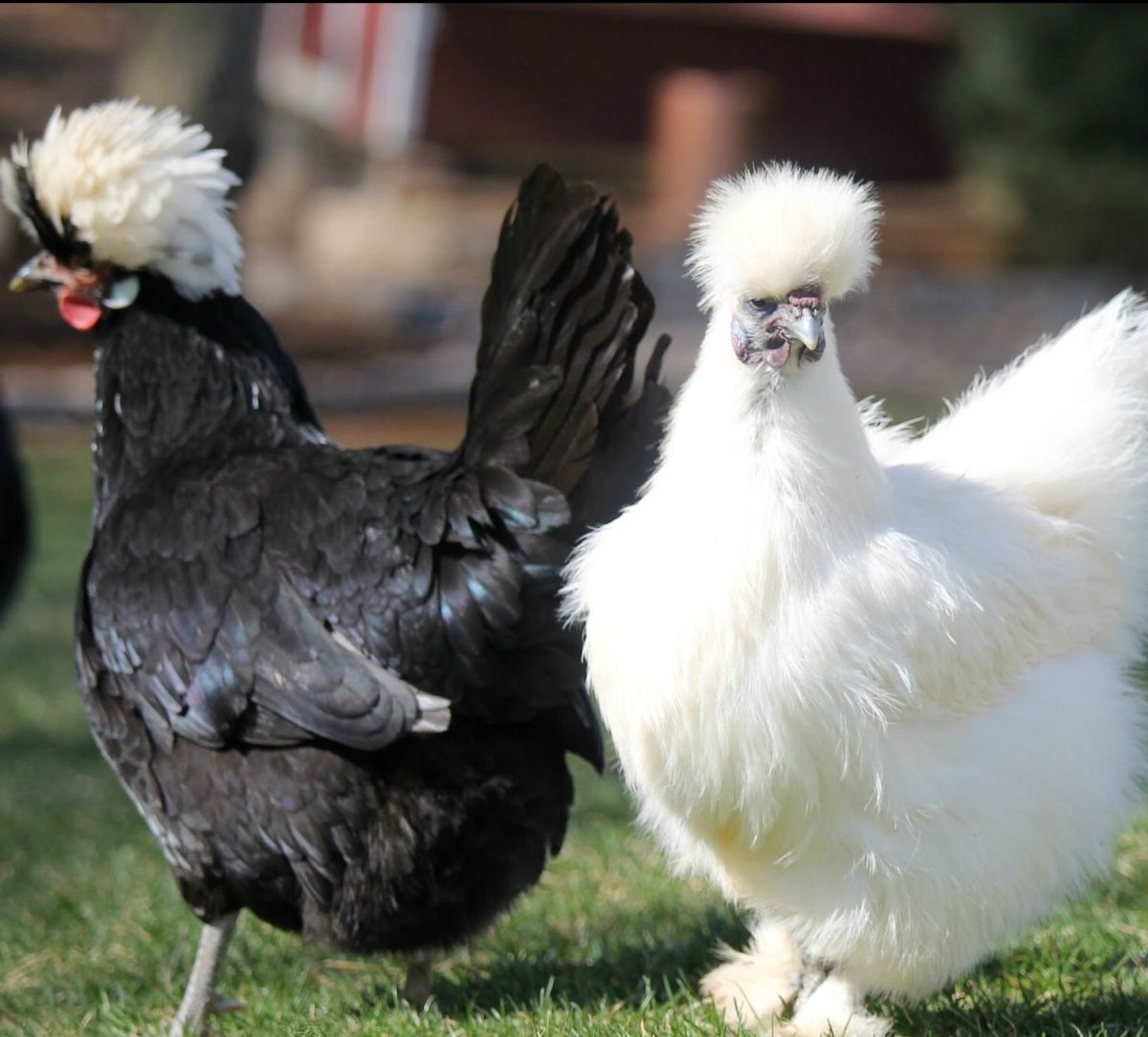 Сибирская хохлатая курица