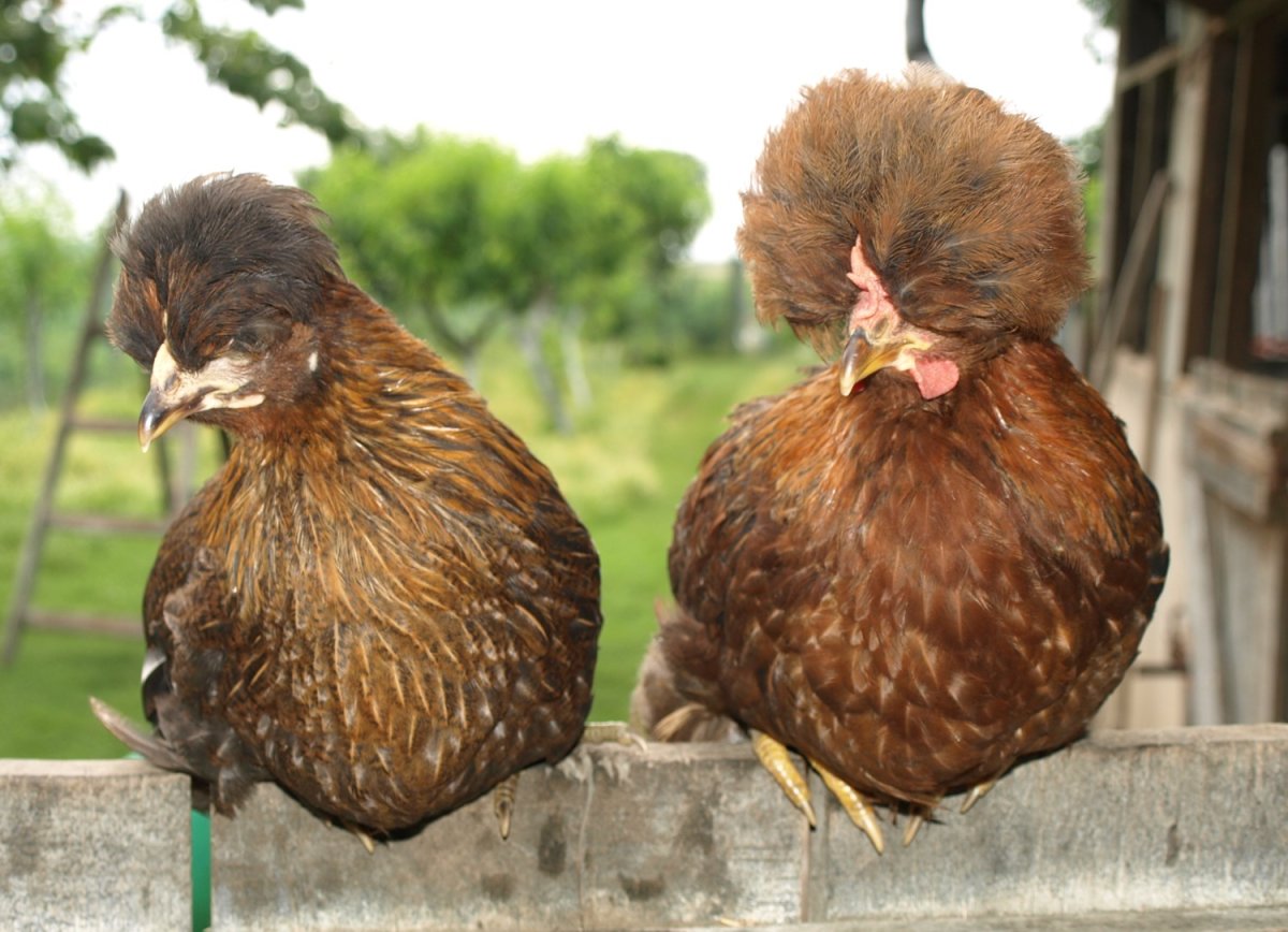 Украинская хохла ая курица